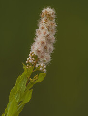 White Meadowsweet