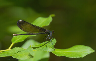 Damselfly On Leaf