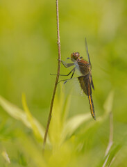 Dragonfly Holding Twig