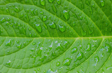 Leaf With Raindrops