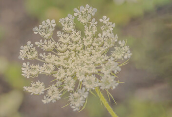 Queen Anne's Lace