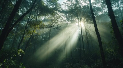 Sunbeams pierce misty mountain forest at dawn; nature background