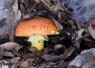 Good ovolo, Royal agaric (Amanita caesarea). Close up of an Amanita Caesarea Mushroom, aka Caesars Mushroom in autumn forest with green grass and fallen leaves Monte Limbara. Temple, Sardinia. Italy.