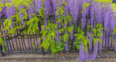 Wisteria Hanging Over Fence