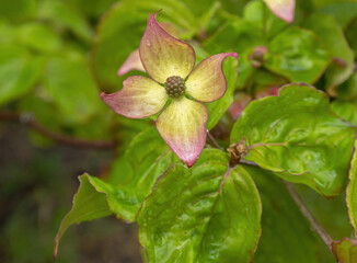 Bloom On The Dogwood Shrub