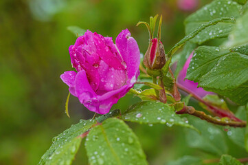 Raindrops On Rose Buds And Leafs