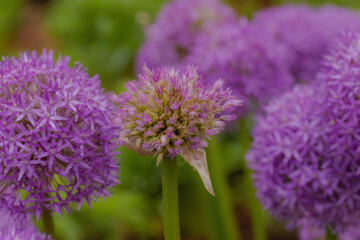 Allium Giganteum In Full Bloom
