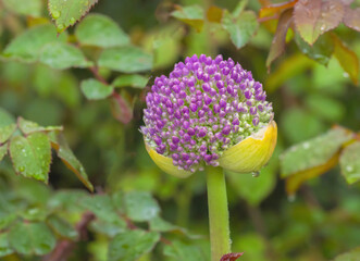 Allium Giganteum Ready To Bloom