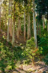 Woods, mountain and trees for peace in nature, sustainable environment and oxygen production on trip. Travel, jungle and journey for calm on vacation in countryside, ecology leaves and New Zealand