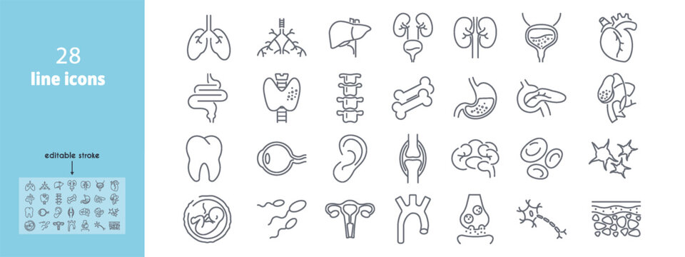 Human anatomy line icons set. Liver, vessels, gallbladder, kidney, duodenum, pancreas, lungs, eye, uterus, heart, stomach, neuron vector illustration. Internal organs. Editable Stroke