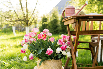 Spring Tulip Bouquet in Woven Basket on Green Lawn. Easter Celebration with Pastel Tulips Outdoors