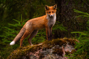 red fox in the wild