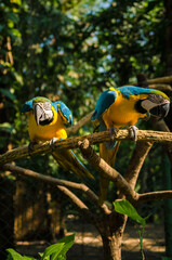 blue and yellow macaw