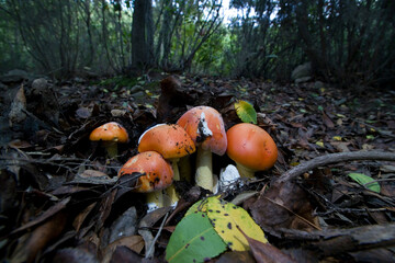 Good ovolo, Royal agaric (Amanita caesarea). Close up of an Amanita Caesarea Mushroom, aka Caesars Mushroom in autumn forest with green grass and fallen leaves Monte Limbara. Temple, Sardinia. Italy.