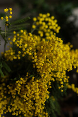 Bright yellow mimosa flowers in full bloom. Soft, fluffy blossoms cover the branches, creating a warm and sunny spring atmosphere. Ideal for spring designs, greeting cards, floral backgrounds