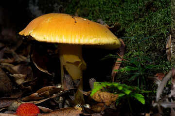 Good ovolo, Royal agaric (Amanita caesarea). Close up of an Amanita Caesarea Mushroom, aka Caesars Mushroom in autumn forest with green grass and fallen leaves Monte Limbara. Temple, Sardinia. Italy.