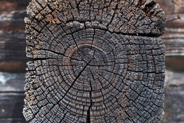 Aged Wood Cross Section as a textured wooden background