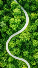 Winding path through lush green forest aerial view nature vibrant ecosystem serene environment