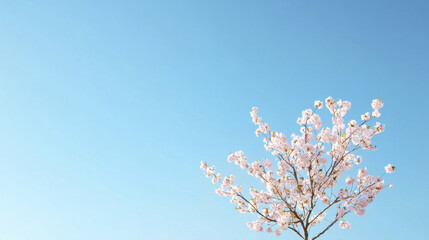 beautiful cherry blossom tree against clear blue sky, symbolizing spring arrival and nature beauty