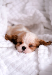 Portrait of Cavalier King Charles Spaniel puppy lying on white bedspread. Funny puppy sleeps during...
