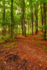 Outdoor, trail and countryside trees for sustainability, ecology growth and wild environment. Plants, green and abstract ecosystem in landscape development, carbon capture and jungle in Denmark