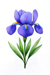 Iris purple blossom watercolor flowers Isolated on white