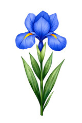 Iris purple blossom watercolor flowers Isolated on white
