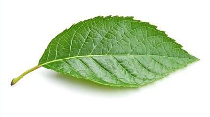 Fresh Green Leaf Isolated on White Background for Nature Concepts
