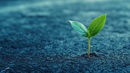 Tiny sprout growing from asphalt, urban background, resilience concept