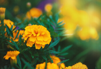 Vibrant marigold flower in full bloom with rich yellow-orange petals and lush green leaves
