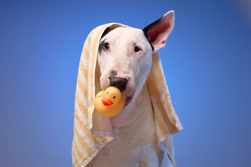 A white Bull Terrier wrapped in a towel holds a rubber duck in its mouth against a blue background....