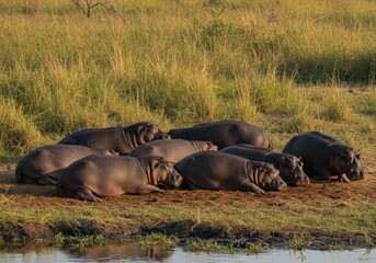 Fototapeta premium Hippopotamus Herd Resting by Riverbank at Sunset