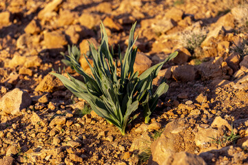 Plant growing in arid landscape near Tazert, Al Haouz province, Morocco