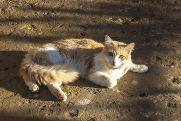 Cat lying on pavement looking up at camera, Azrou, Morocco