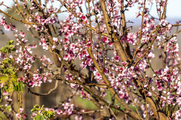 Blooming fruit trees  on the outskirts of Azrou, Morocco
