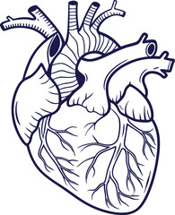 Human heart design over white background vector illustration. Human heart anatomy. Heart medical science vector illustration 