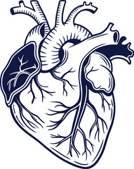 Human heart design over white background vector illustration. Human heart anatomy. Heart medical science vector illustration 