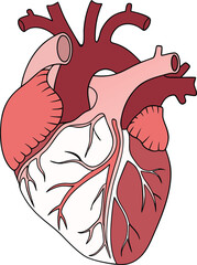 Human heart design over white background vector illustration. Human heart anatomy. Heart medical science vector illustration 