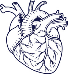 Human heart design over white background vector illustration. Human heart anatomy. Heart medical science vector illustration 