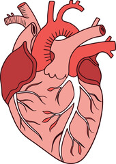 Human heart design over white background vector illustration. Human heart anatomy. Heart medical science vector illustration 