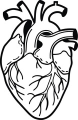 Human heart design over white background vector illustration. Human heart anatomy. Heart medical science vector illustration 