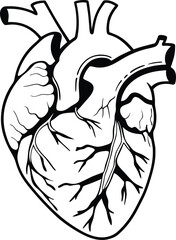 Human heart design over white background vector illustration. Human heart anatomy. Heart medical science vector illustration 