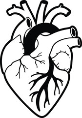 Human heart design over white background vector illustration. Human heart anatomy. Heart medical science vector illustration 