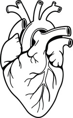 Human heart design over white background vector illustration. Human heart anatomy. Heart medical science vector illustration 