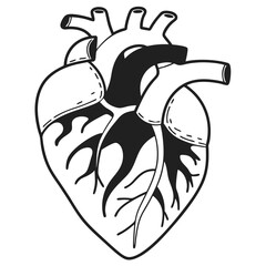 Human heart design over white background vector illustration. Human heart anatomy. Heart medical science vector illustration 