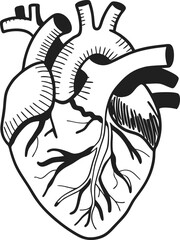 Human heart design over white background vector illustration. Human heart anatomy. Heart medical science vector illustration 