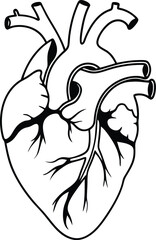 Human heart design over white background vector illustration. Human heart anatomy. Heart medical science vector illustration 