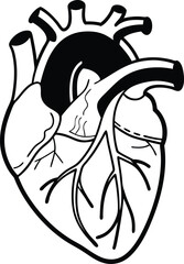 Human heart design over white background vector illustration. Human heart anatomy. Heart medical science vector illustration 