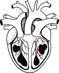 Human heart design over white background vector illustration. Human heart anatomy. Heart medical science vector illustration 
