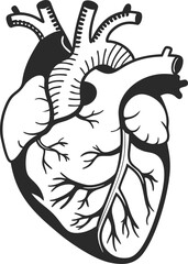 Human heart design over white background vector illustration. Human heart anatomy. Heart medical science vector illustration 